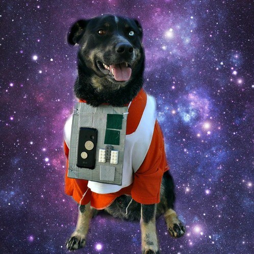 An X-Wing flight suit costume for a dog